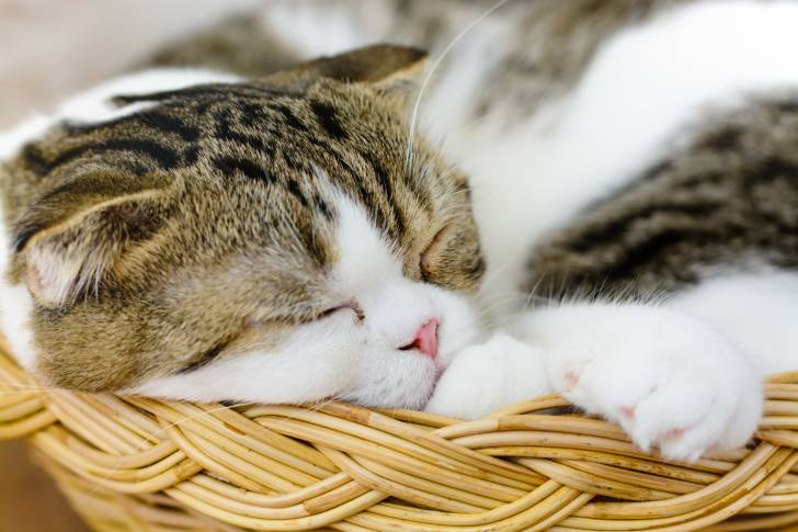 Photo Scottish Fold