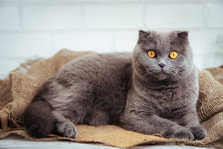Photo Scottish Fold