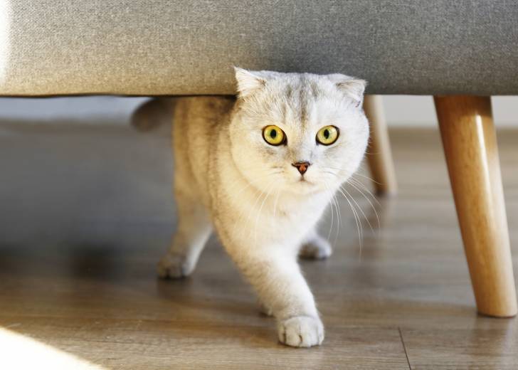 Photo Scottish Fold