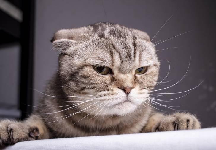 Un Scottish Fold gris à l'air fâché grimpe sur une table