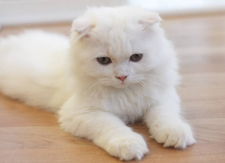 Un jeune Scottish Fold entièrement blanc