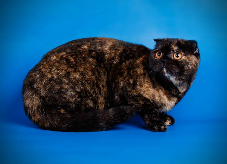 Photo Scottish Fold
