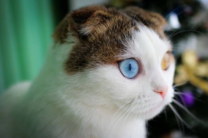Photo Scottish Fold