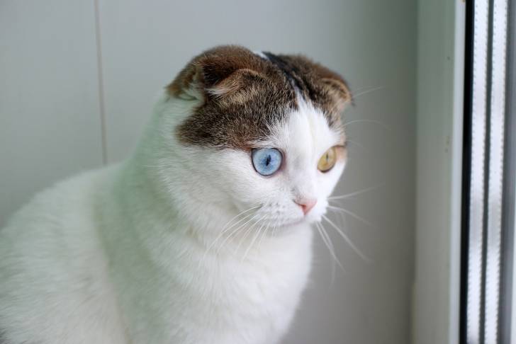 Photo Scottish Fold