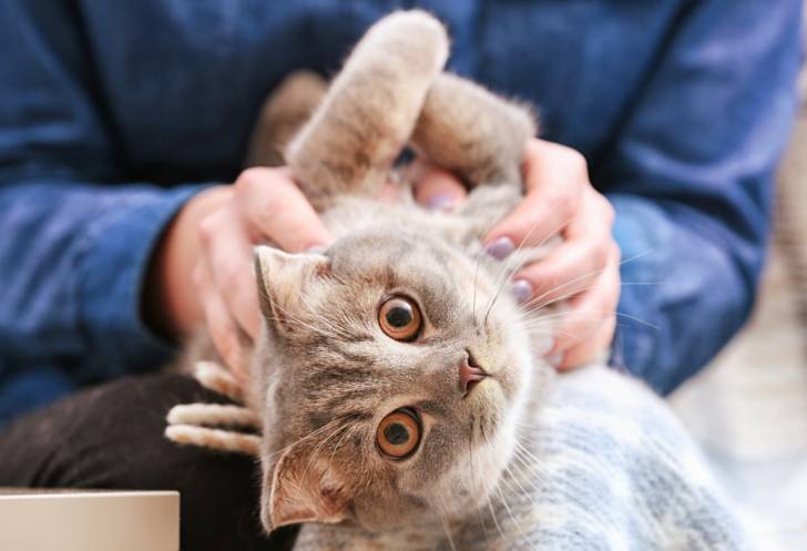 Un Scottish Fold sur le dos en train de se faire caresser