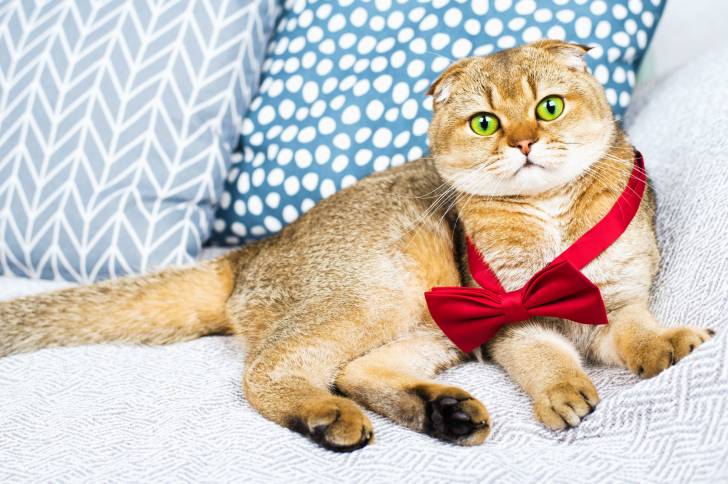 Un Scottish Fold avec un noeud papillon allongé sur un canapé