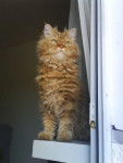 Photo Selkirk Rex
