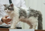 Photo Selkirk Rex