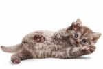 Photo Selkirk Rex