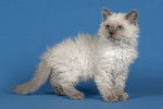 Photo Selkirk Rex