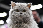 selkirk - Selkirk Rex