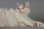 Photo Selkirk Rex