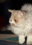 Photo Selkirk Rex