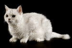 Photo Selkirk Rex