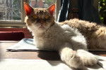 Photo Selkirk Rex