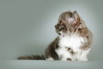 Photo Selkirk Rex