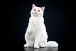Photo Selkirk Rex