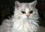 Un Selkirk Rex gris et blanc
