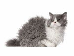 Photo Selkirk Rex