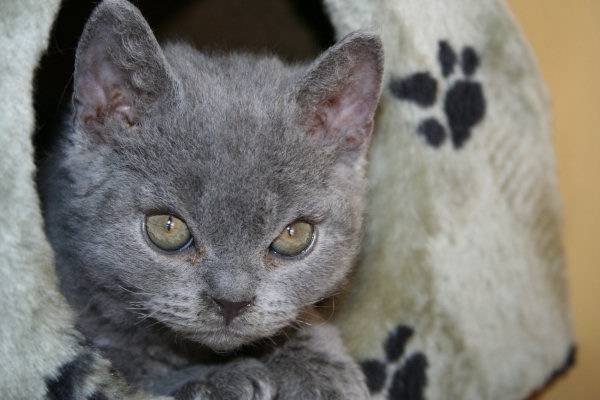 Selkirk Rex - Selkirk Rex