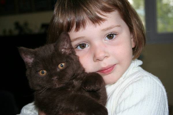 Selkirk Rex - Selkirk Rex