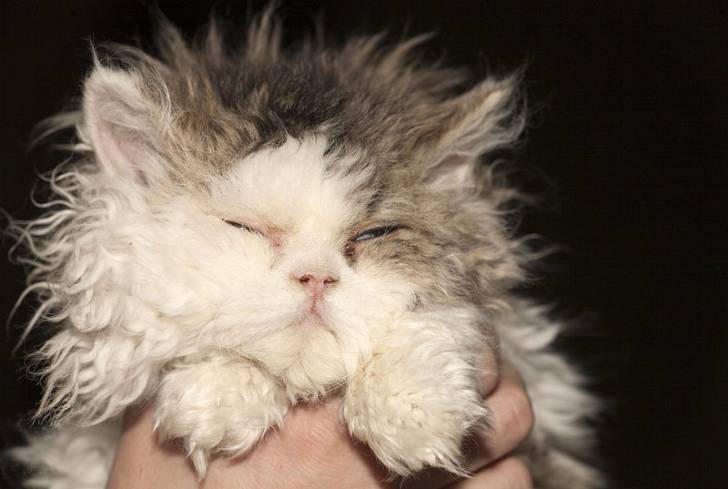 Photo Selkirk Rex