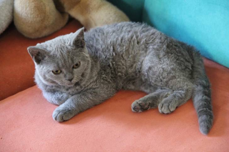 Photo Selkirk Rex