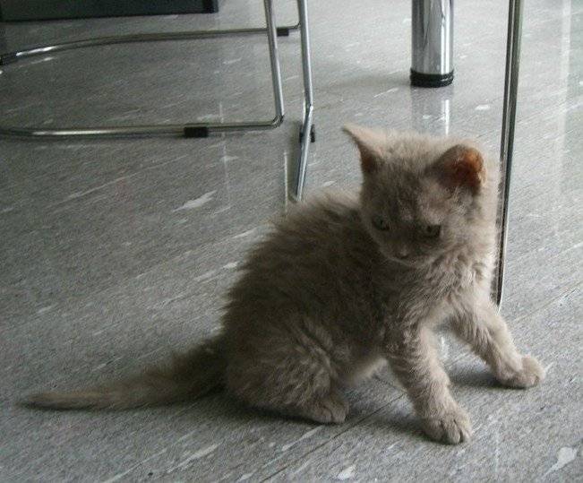 Photo Selkirk Rex