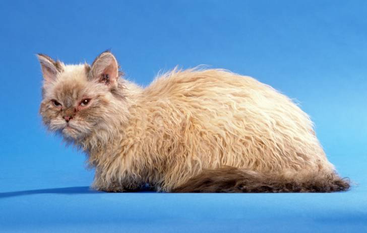 Photo Selkirk Rex
