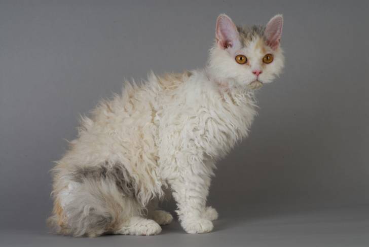 Photo Selkirk Rex
