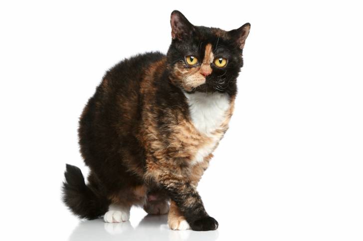 Photo Selkirk Rex