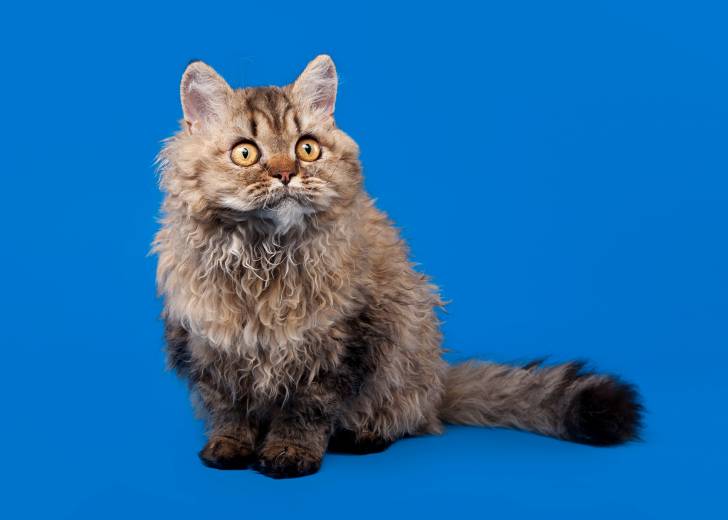 selkirk - Selkirk Rex