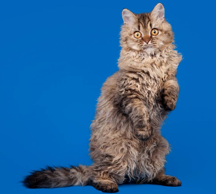 selkirk - Selkirk Rex