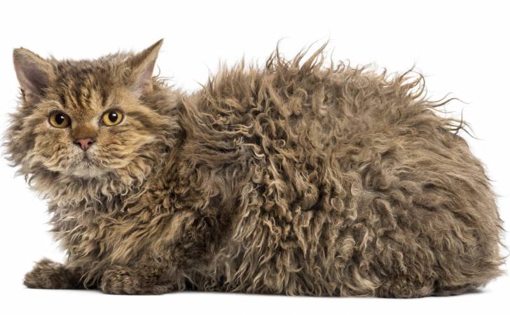 selkirk - Selkirk Rex