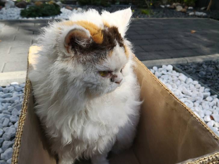 selkirk - Selkirk Rex