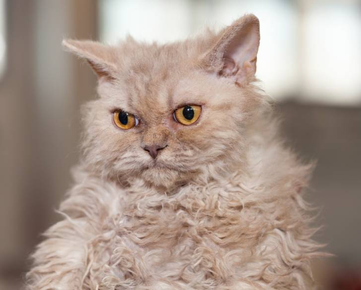 selkirk - Selkirk Rex