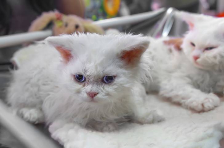 selkirk - Selkirk Rex