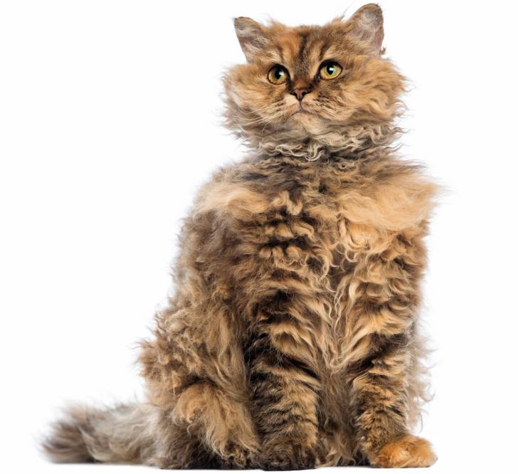 Photo Selkirk Rex