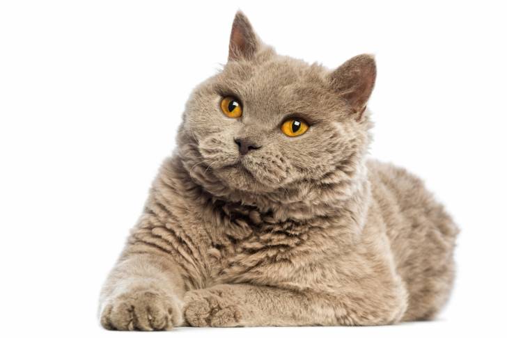 Photo Selkirk Rex