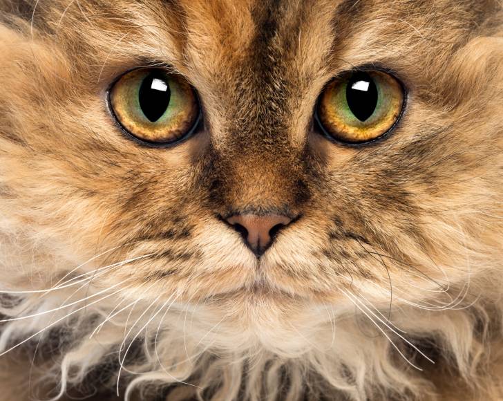 Photo Selkirk Rex