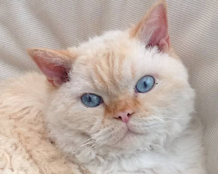 Photo Selkirk Rex