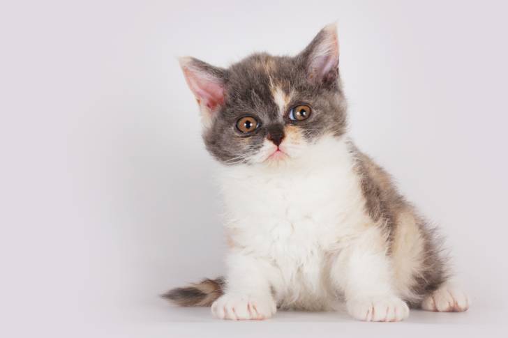 Photo Selkirk Rex