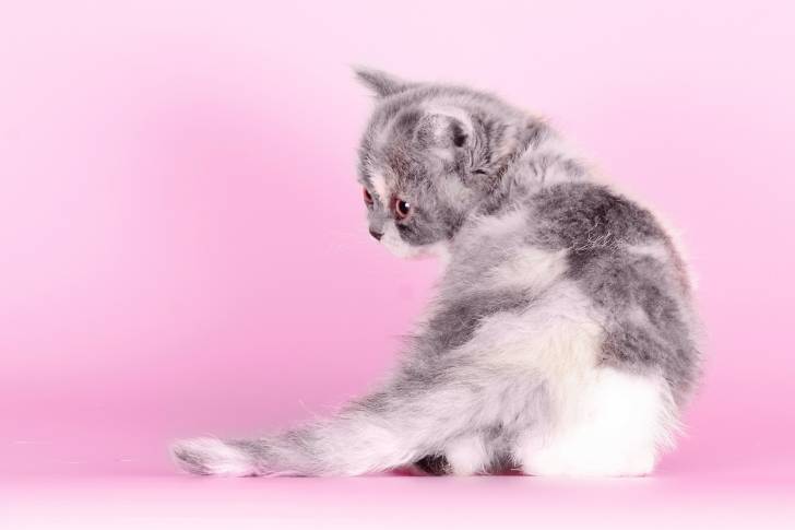 Photo Selkirk Rex