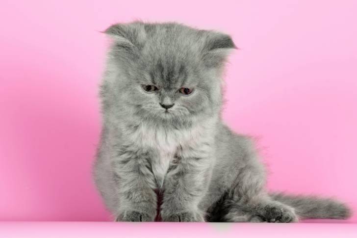 Photo Selkirk Rex