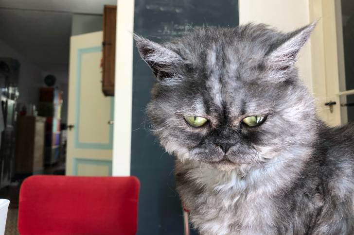 Photo Selkirk Rex