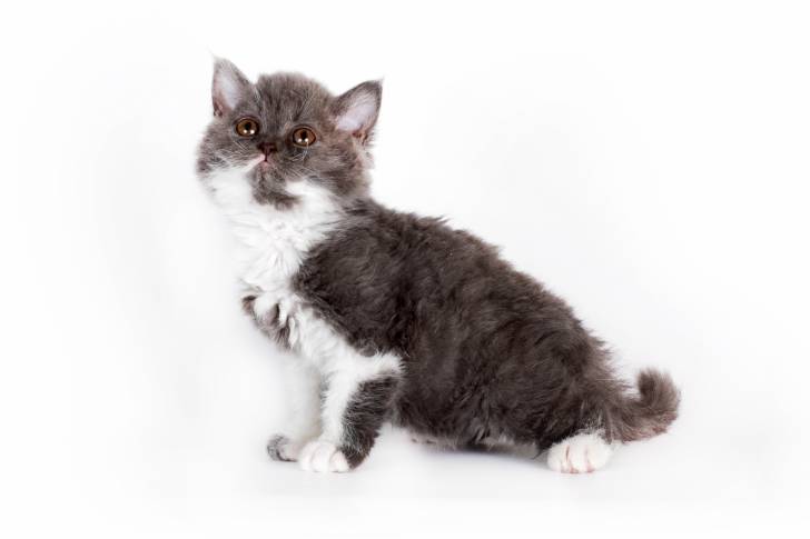 Photo Selkirk Rex