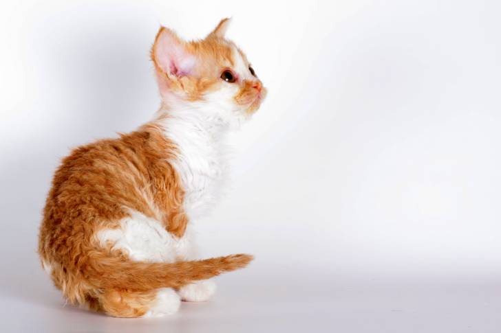 Photo Selkirk Rex