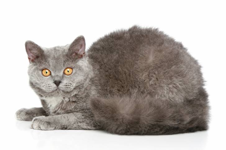 Photo Selkirk Rex