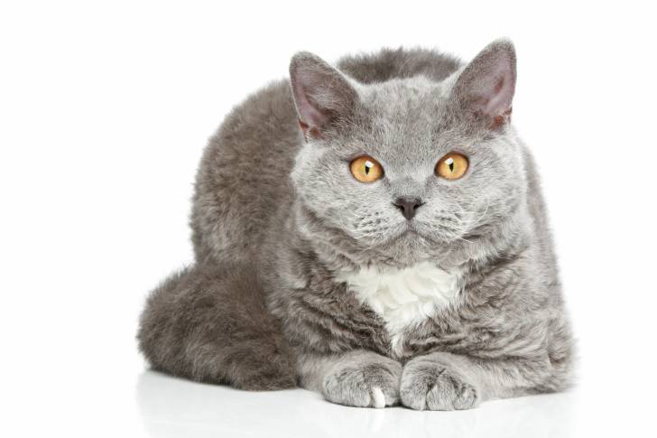 Photo Selkirk Rex