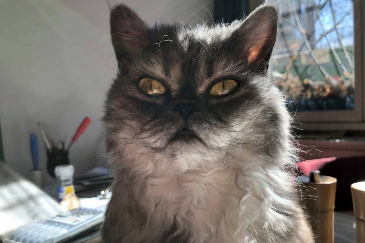 Photo Selkirk Rex